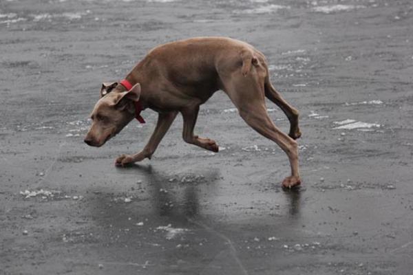 Bailey van der Werff learning to ice skate