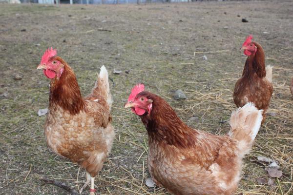 Free range van der Werff hens