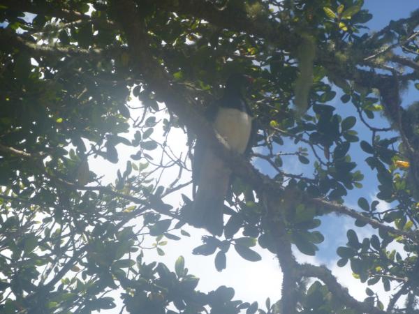 Kereru