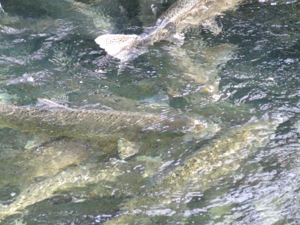 Volunteers at McKinnon's Creek Hatchery release 80,000 salmon into the Rangitata each winter