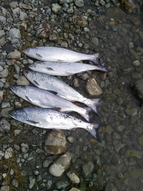 David Chambers - Salmon Haul 9th November 2014